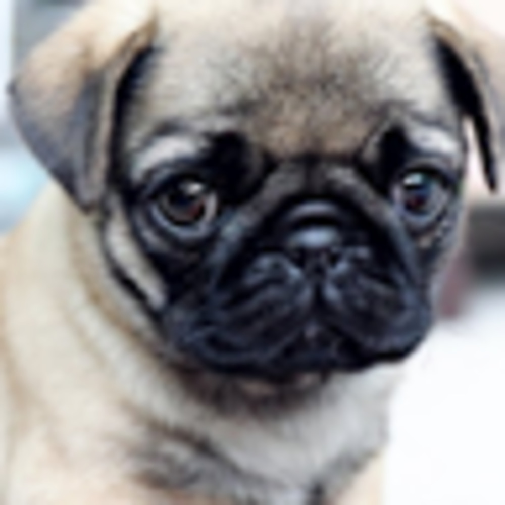 Meet your Posher, Dorinda